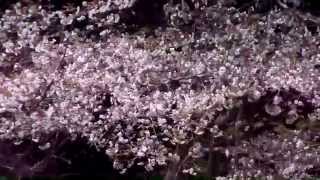 preview picture of video '兵庫県南あわじ市のゆづるはダム周辺の桜が満開です2012年4月12日撮影'