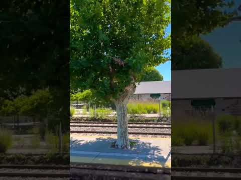 Estamos saliendo de la estación de trenes de #escobar rumbo hacia #zarate con el Pata de Perro #tour