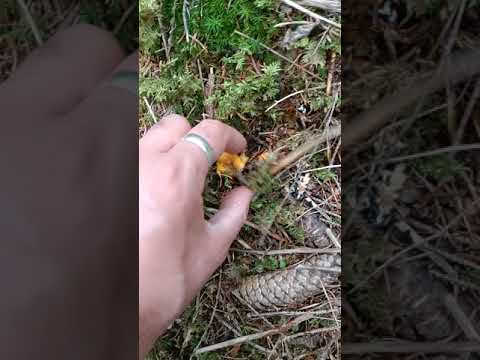 funghi finferli Valtellina...3 ottobre 2021....13.20 ...ora ora