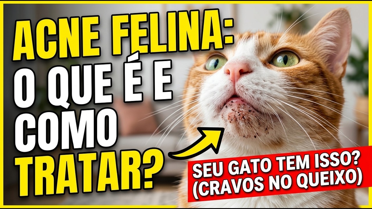 ACNE FELINA - pontinhos pretos no queixo do gato - Como tratar - Gatil Hauser