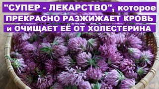 Клевер лечебные свойства и противопоказания