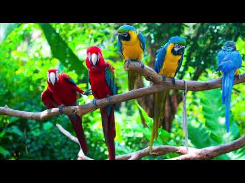 Yesuve ummai pol aaga vaanjikuthe en ullam /Tamil song no: 490