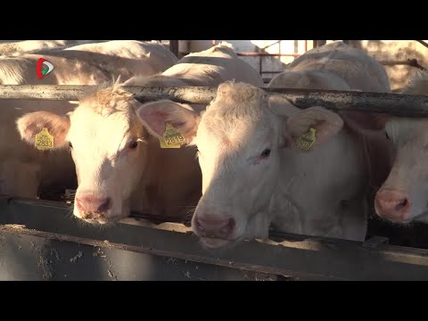 Pannon Gazda – 2025.10.10.