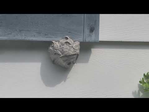 Bald-Faced Hornets Found Under the Shutter in Rocky Hill, NJ