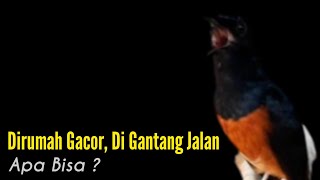 Download lagu Buat Murai Batu Nyaman Dirumah || Gacor Di Rumah, Jalan Di Gantang, Bisakah ? ||Bengkel Murai Batu mp3
