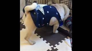 【パグ】はむぞう日記#20【食いしん坊】