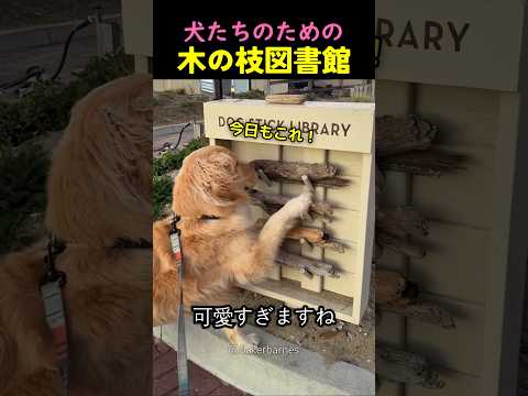 犬たちのための木の枝図書館