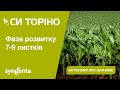 Насіння кукурудзи СІ Торіно Сингента