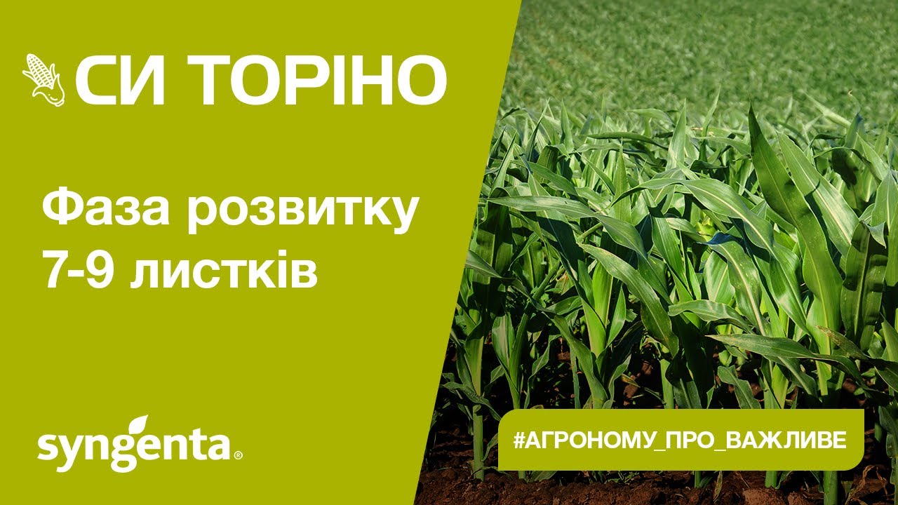 Насіння кукурудзи СІ Торіно Сингента