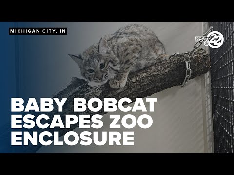 Baby bobcat escapes from Washington Park Zoo