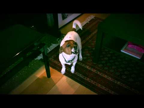 Kate Lindsey's dogs have always dreamed of being opera singers, too...