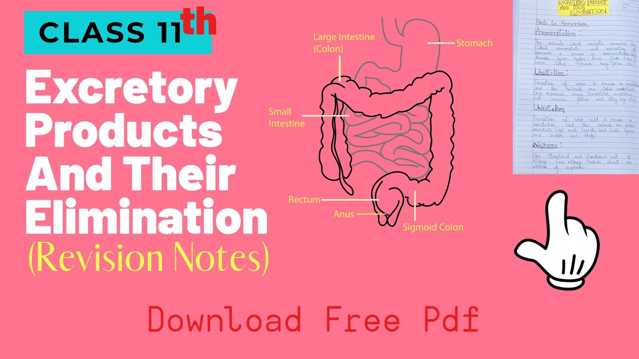 Excretory Products And Their Elimination Class 11 Notes | Download Free Pdf | Handwrittennotesforu 🔥