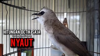 Download lagu trucukan gacor TARUNG ROPEL PANJANG pancingan trucukan agar bunyi jadikan burung trucuk gacor EMOSI mp3 Download lagu trucukan gacor TARUNG ROPEL PANJANG pancingan trucukan agar bunyi jadikan burung trucuk gacor EMOSI mp3