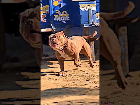 Gulzar Channiwala PITBULL|| Break ⛓️💔 chain #dog #pitbulldog #viral #pitbull