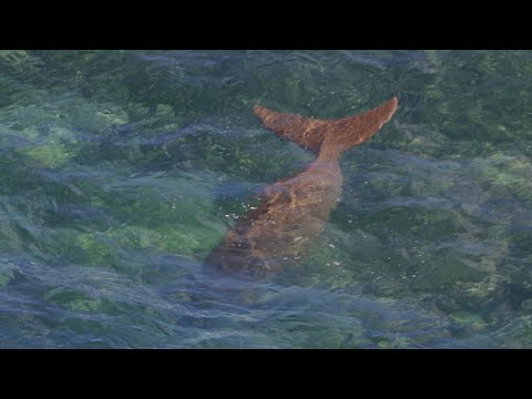 Plus Size Water Patrol - Uluwatu, 20 August 2020
