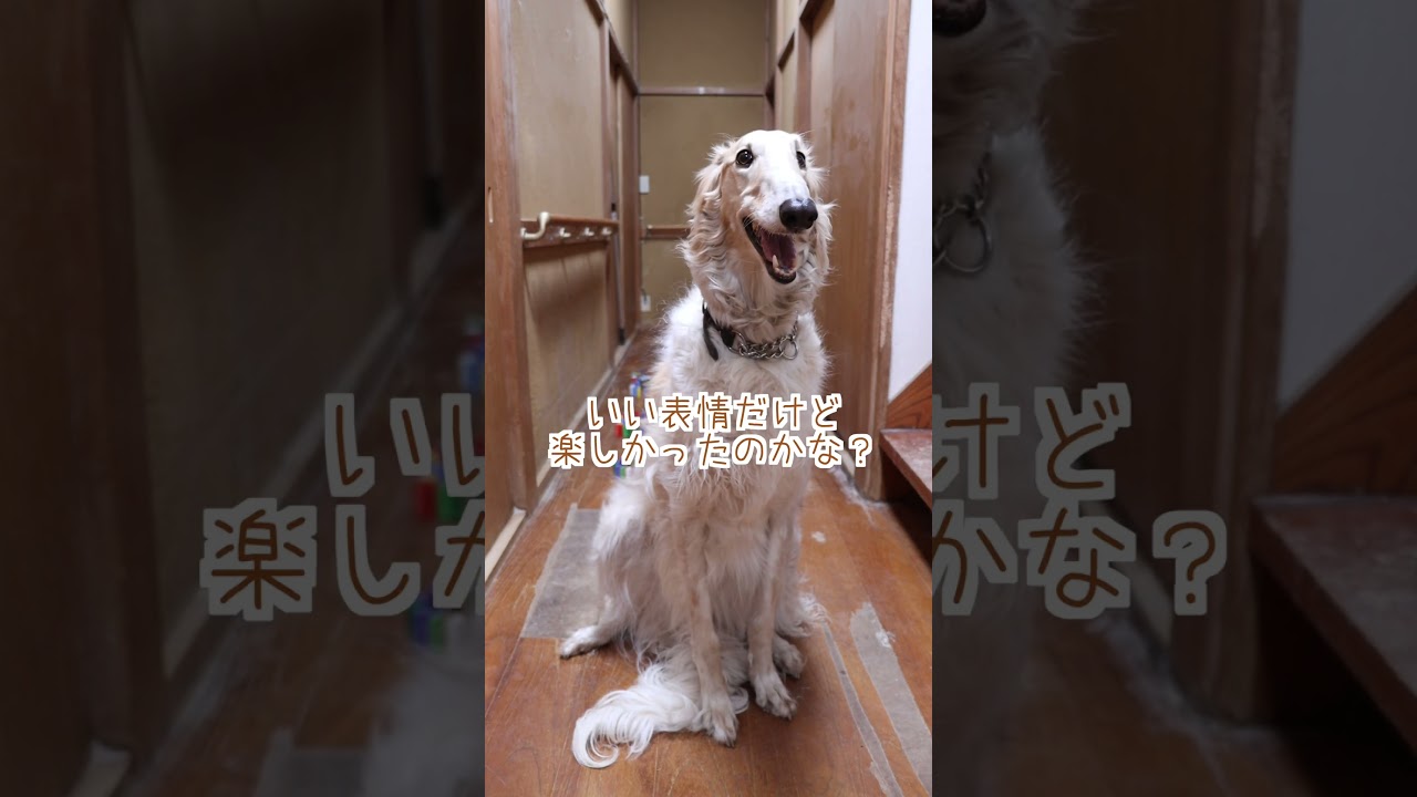 大型犬が３頭いる廊下にドミノを並べてみた結果…#shorts