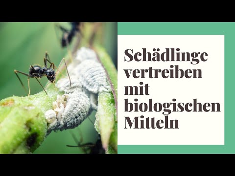 , title : 'Zimmerpflanzen Schädlinge bekämpfen - mit biologischen Mitteln'
