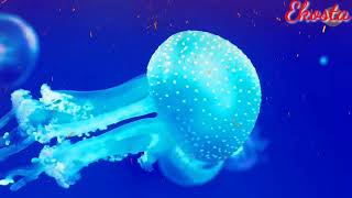 Download lagu berlayar tak bertepian- Ella cover Salma putri#aizar tv mp3