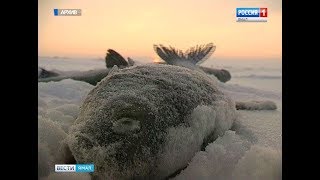 Ссылка
