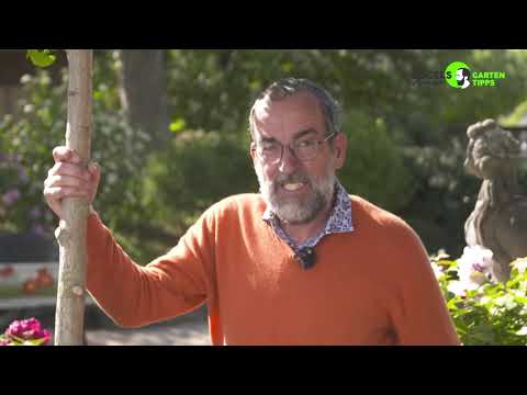 Einen Baum verpflanzen  - so geht's! Gartentipps von Volker Kugel - www.grünzeug.tv