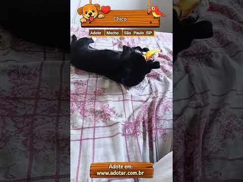 Vídeo de Chico