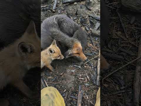 Tierrettung Süße Tiere Soccorso Animali carini animali Dierenredding Ratunek zwierząt Djur Söta djur