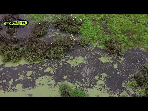 Mirador de aves (La Palma – Rivera)