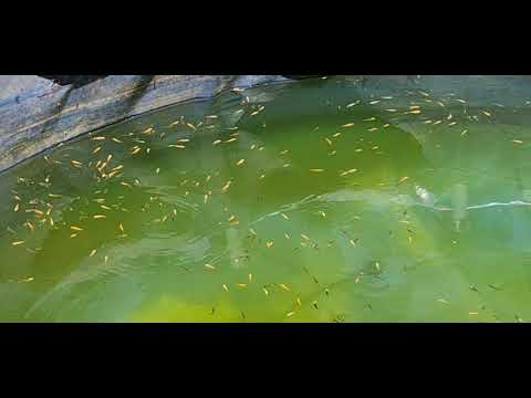 looking good! Koi Breeding 2020 - 4/1  EP8