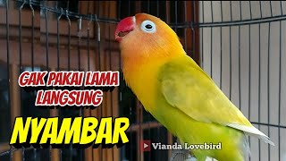 Download lagu GAK PAKAI LAMA LOVEBIRD JENIS APAPUN LANGSUNG NYAMBAR, TERPANCING EMOSI LANJUT NGEKEK mp3