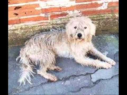 Cachorro Manco video
