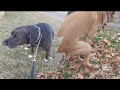 Weekly Dog Pooping Compilation