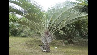 TRIANGLE PALM-(DYPSIS DECARYI)