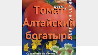 Томат Алтайский богатырь: отзывы, описание сорта, фото, видео, отзывы,характеристики - Ортон