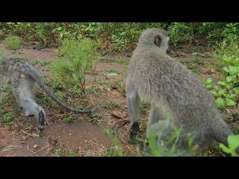 Inside Skrow Troop: Exploring Vervet Monkey Life at the Foundation
