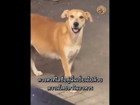 หมาท้องแก่ตัวนี้ แค่ต้องการข้าวประทังชีวิต