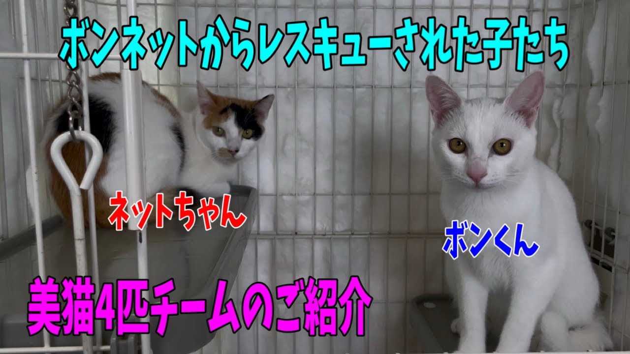 【沖縄っ子12便隊】白猫、三毛、シャム、キジ白の猫たち