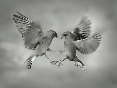 Michał Urbaniak   Nirvana