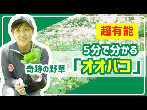 サイリウムの利点: サイリウムとは何なのか、何のためにあるのか、そしてどのように使用するのか