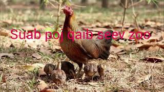 Download lagu Suab poj qaib seev zoo mp3 Download lagu Suab poj qaib seev zoo mp3