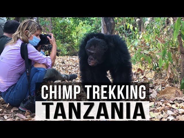 Videouttalande av Chimp Engelska