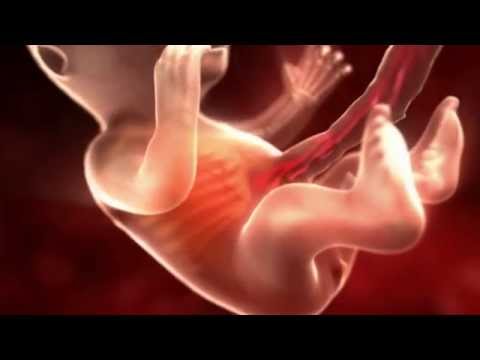 10-14 неделя беременности