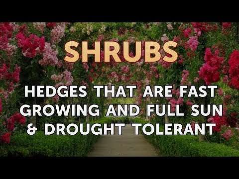 How to Prune a Bottlebrush Shrub