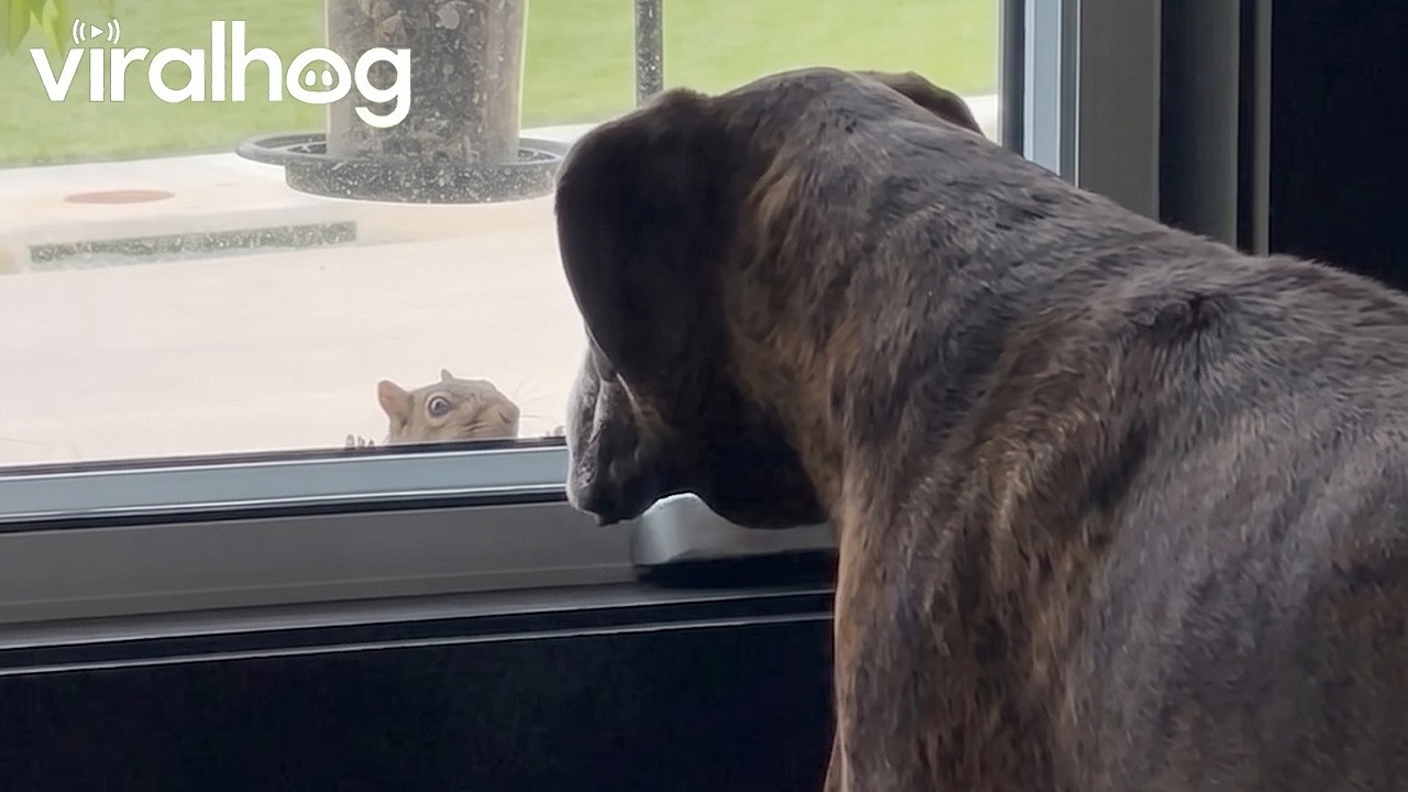 Boxer and Squirrel Stare Down || ViralHog