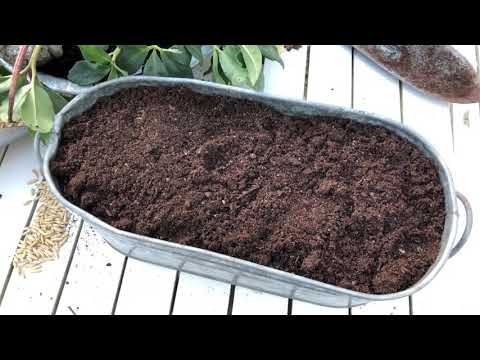 Odla själv supernyttigt vetegräs och havregräs inomhus -så här driver du upp det extra snabbt!