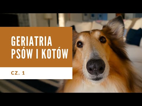 Geriatria psów i kotów cz 1