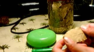 Magick Spell:  Bay Leaf Wish Spell