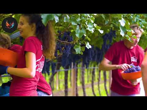 How to produce millions of vines - Grape Seedlings Production - Harvesting and processing grape
