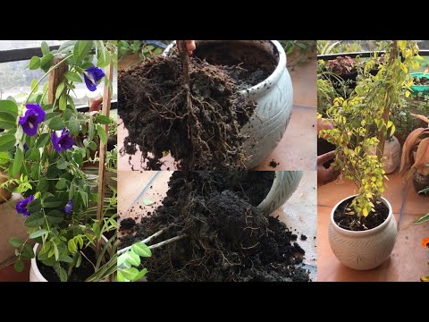 Re-potting of Aprajita/Clitora ternatae/Blue butterfly/Winter care/propagation