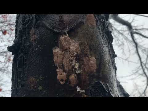 Removing Spotted Lanternfly Eggs in Belle Mead, NJ