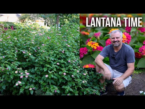 All About Lantana